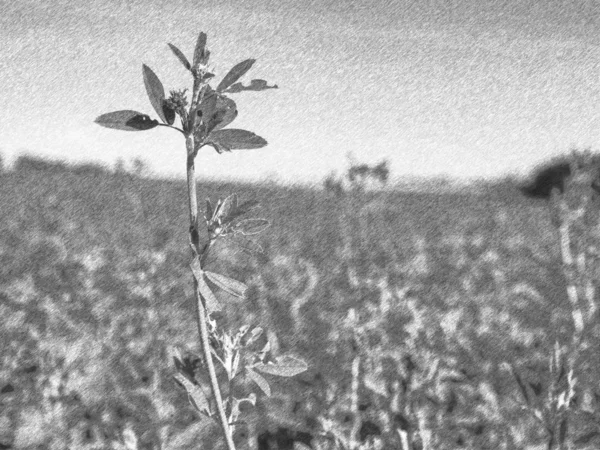 白い空に花と繊細な草の灰色の影 — ストック写真