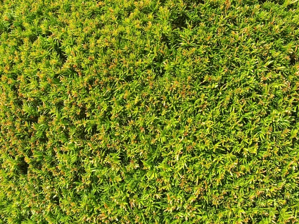 Zielone żywopłoty drzew Thuja. Zielone zabezpieczenie drzewa TUI — Zdjęcie stockowe