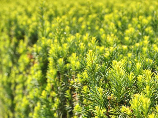 Boxwood na niewyraźne zielone tło. Przyroda i botanika — Zdjęcie stockowe