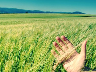 Çiftçi alan boyunca yol açar ve çiviler için elle dokunmak.