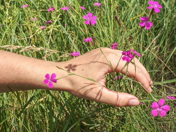 Květinka z růžového dianthonu na louce. Dotek ruky ženy — Stock fotografie