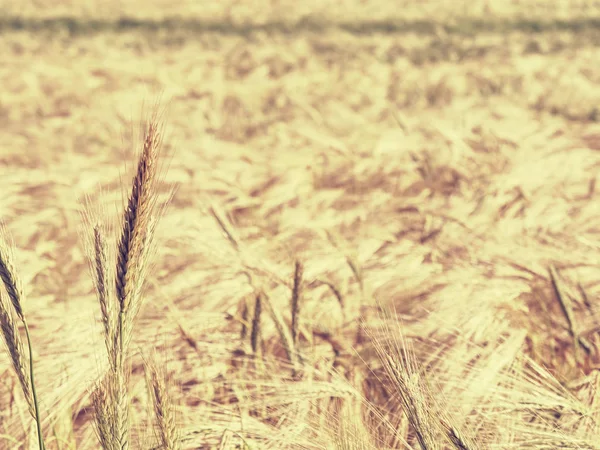 Tarlada çavdar veya arpa mısır detay. Tarım ve doğa — Stok fotoğraf