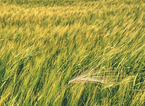 Pole nezralých obilovin. Pole za slunečného dne. OAT, žito, ječmen — Stock fotografie