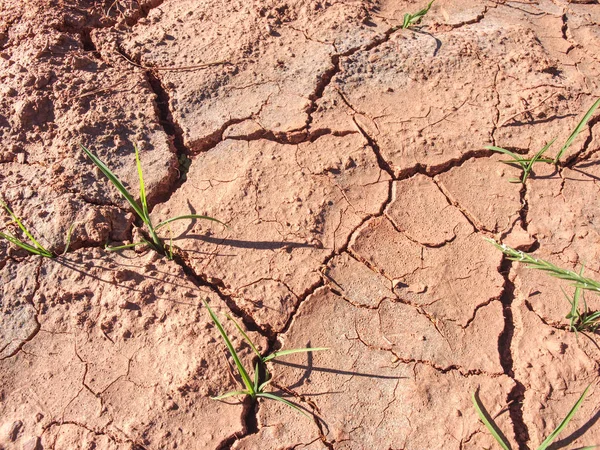 玉米玉米田在炎热的夏天遭受严重干旱 — 图库照片