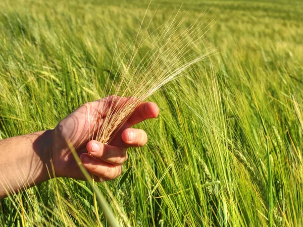 Farmář kontroluje rukou hřeby nezralé pšenice — Stock fotografie