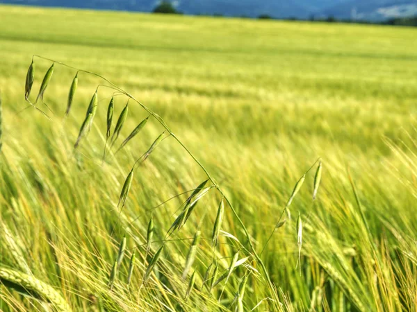 Ot, çavdar veya arpa tarlasında yulaf sapı. Yulaf yeşil sivri — Stok fotoğraf