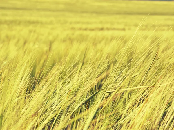 Campo d'orzo nella luminosa giornata estiva. Vista dettagliata — Foto Stock