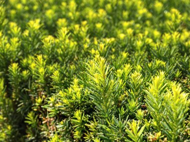 Labirent gibi kesilmiş eski kale bahçesinde Çit. Taze yeşil buxus 