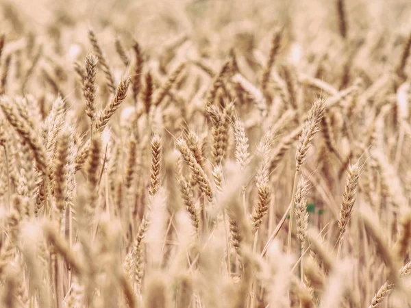 Focus selettivo su grano, campo di grano, grano dorato — Foto Stock