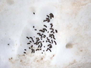 Yüksek dağlarda kar üzerinde marmot Taze dışkıları