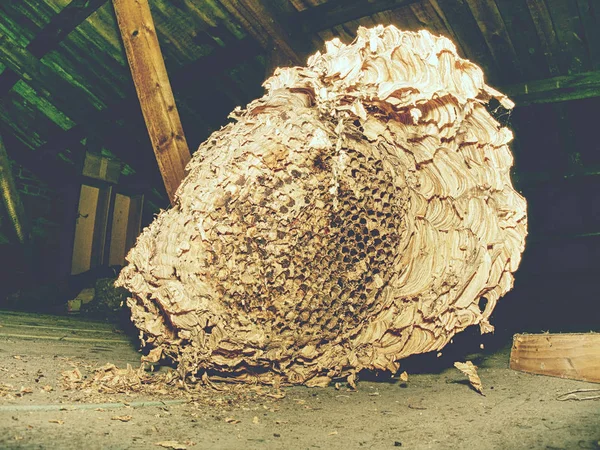 Avispa construido nido de papel bajo el techo — Foto de Stock