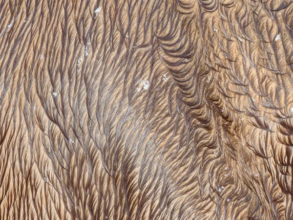 Fourrure d'hiver ou peau de cheval brun. Cheval mouillé — Photo