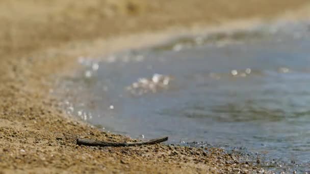 Невелика Гілка Закріплена Піщаному Пляжі Недалеко Від Озерної Води Деталь — стокове відео