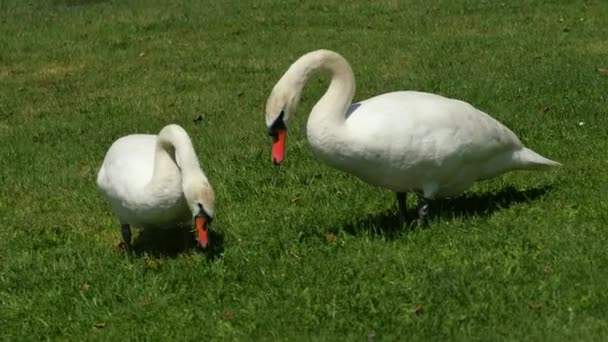 Wild Fat Swan Feeding Close Lake Bank White Wild Swan — Stock Video