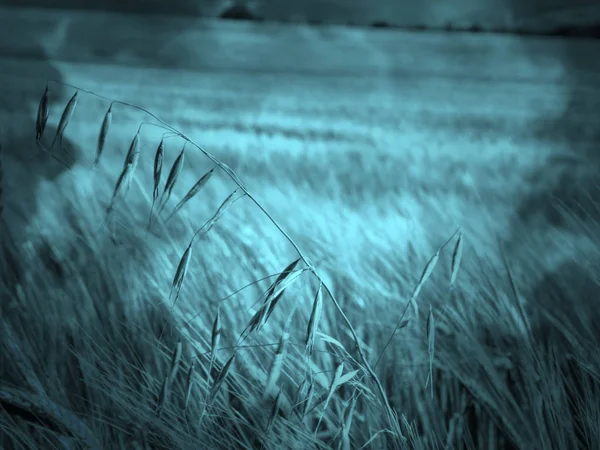 L krajobraz z dużym polem pszenicy i zielonym wapnem — Zdjęcie stockowe