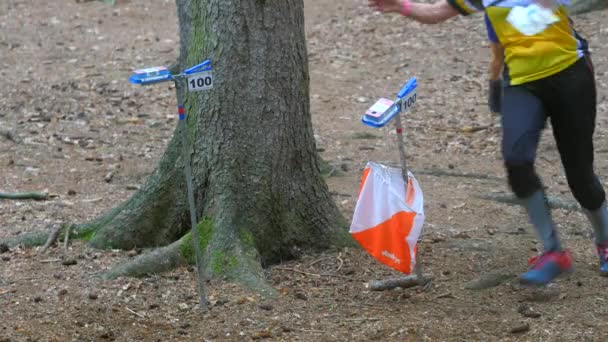 Corredor Pasa Por Puesto Control Orientación Bosque Posición Deporte Trail — Vídeos de Stock