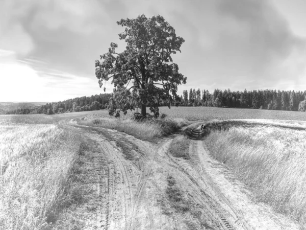 Mělká Hloubka pole. Pole osvětleného odpoledním sluncem, pěkný bokeh — Stock fotografie