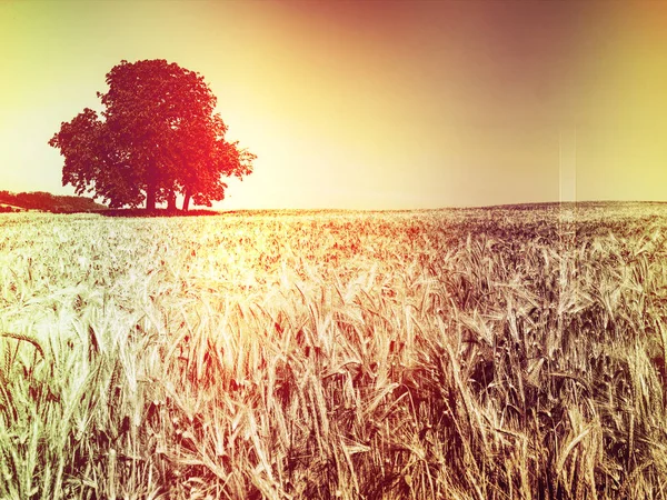 Silhouette sfocate di piante sul campo contro il cielo — Foto Stock