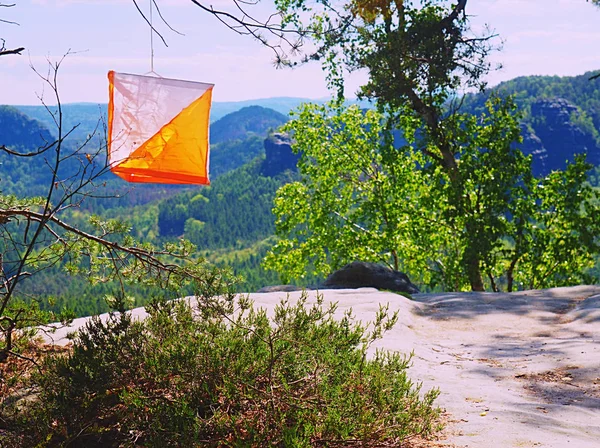 . Orienteering white orange flag in forest within local run