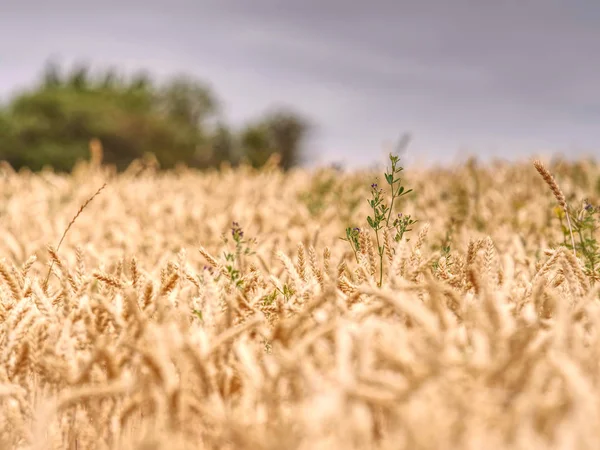 Selectieve focus op tarwe, tarwe veld, gouden korrel van tarwe — Stockfoto