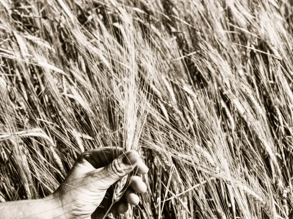 Hand Blume schöne berührende Frau Natur Landschaft. — Stockfoto