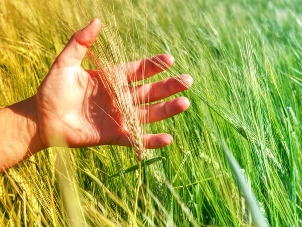 手农民触摸绿色水稻在农场与日出. — 图库照片