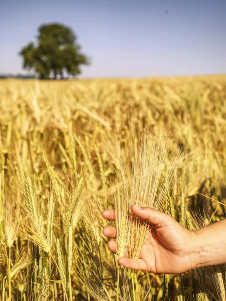 Genç el gün batımında sahada yeşil pirinç dokunmatik , doğa — Stok fotoğraf