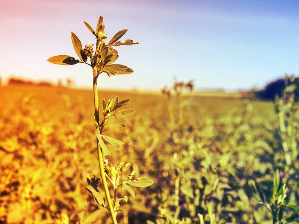 Silhuetas desfocadas de plantas no campo contra o céu — Fotografia de Stock