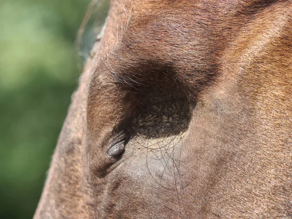 Detalhe da cabeça de cavalo cega. Cavalo sem bola de olho . — Fotografia de Stock