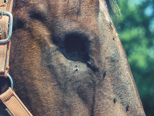 Detail of blind horse head. Horse without eye ball. — Stock Photo, Image