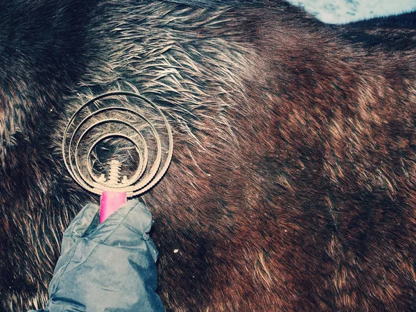 Girl hand brushes horse winter fur  from muddy pieces and dust. — Stock Photo, Image