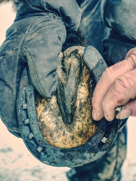 Herrero negro herrando pezuñas de caballo. Farrier con asistente — Foto de Stock