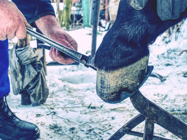 Farrier przycinanie stalowych gwoździ i ceratyny na kopa konia — Zdjęcie stockowe