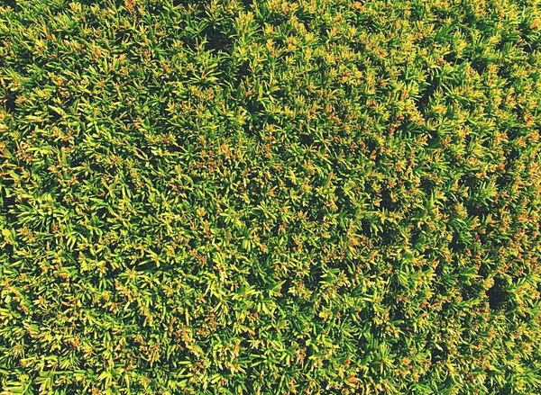 Dettaglio della siepe nel giardino del castello. Fogliame rigoglioso — Foto Stock