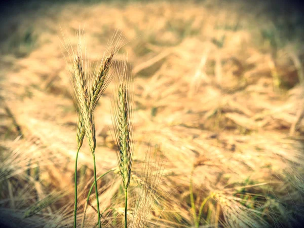 Geteeld op veld. Concept voor landbouw en natuur — Stockfoto