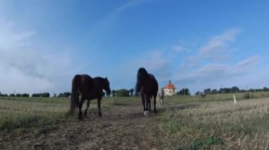 Atlar çayır yaz sabahı otlatmak için yürüyorlar. Arka planda tepede eski kilise veya şapel.