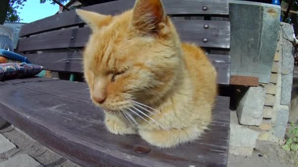 Old Ginger Cat Sleeping Wooden Bench Detail — Stock Video