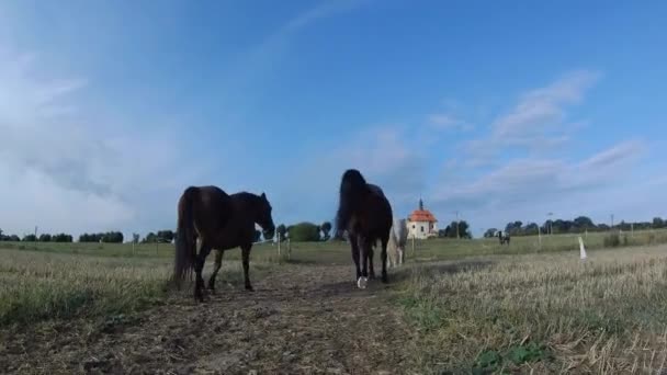 Cavalli Stanno Camminando Pascolare Sul Prato Mattina Estate Vecchia Chiesa — Video Stock