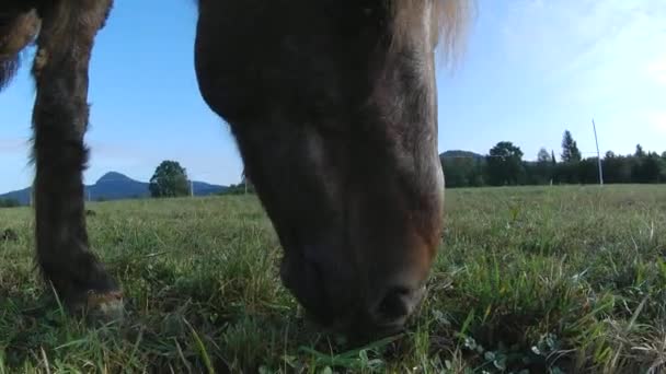 Vieil aveugle ponny pâturant près de la caméra. Cheval brun mangeant de l'herbe sur un grand pâturage agricole .