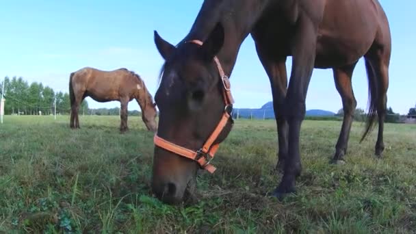 Koń Wypas Brązowy Koń Pastwisku Farmie Detal Brązowego Konia Feedig — Wideo stockowe