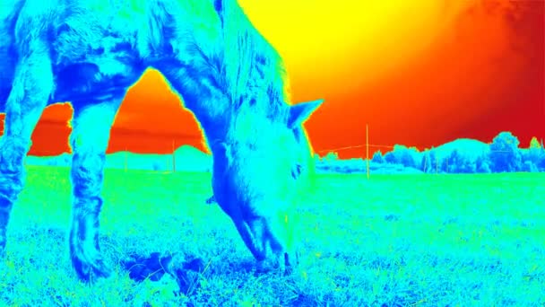 Thermal Camera Video Horse Grazing Field Temperature Detection Nature — Stockvideo