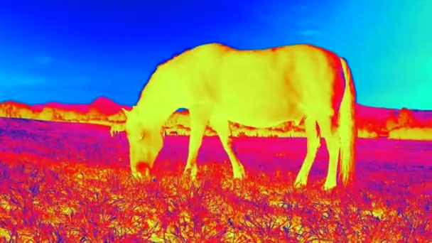 Infra Rood Thermische Video Scanning Thermische Van Paarden Lichaam Close — Stockvideo
