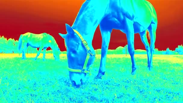 Temperature Detection Nature Animal Heat Losing Using Fake Infrared Thermal — Stock Video