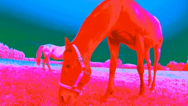 Infrared Scan Horse Grazing Meadow Using Thermovision Technology — Stock Video