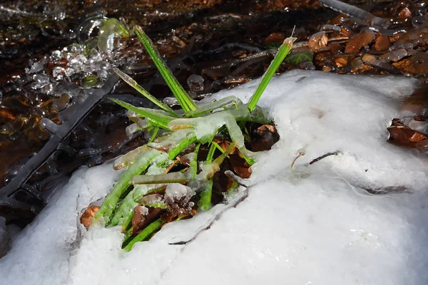 Erba verde coperta di ghiaccio in inverno come sfondo — Foto Stock
