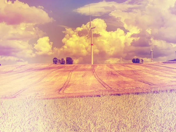 Campo de trigo dorado bajo el cielo azul y nubes — Foto de Stock