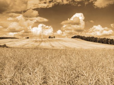 Ucuz enerji. Mavi gökyüzü ile sahada rüzgar enerjisi türbinleri