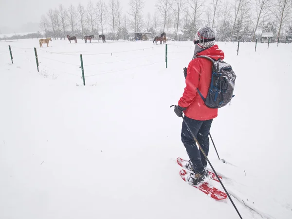 Deporte cuerpo mujer es senderismo en granja de caballos con raquetas de nieve —  Fotos de Stock