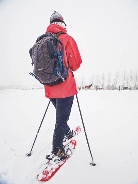 Caminhante de sapatos de neve caminhar na fazenda de cavalos. Temporada de Inverno — Fotografia de Stock