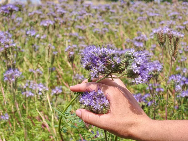 Nainen käsi kukka phacelia kukkia kädessä . — kuvapankkivalokuva